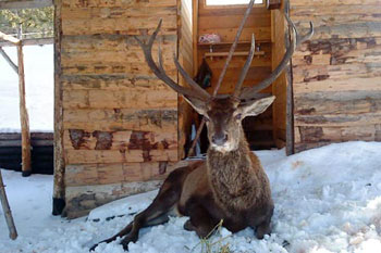 Un cerf dans le camp d'Anpta Niya