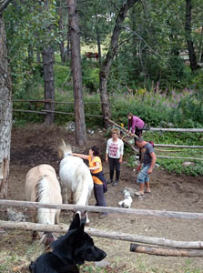 Les chevaux du Camping