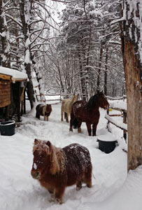 les poneys du Camping